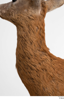 European roe deer neck 0006.jpg